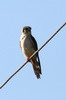American Kestrel (Falco sparverius) - Cuba
