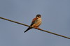 Crécerelle d'Amérique (Falco sparverius) - Cuba
