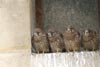 Common Kestrel (Falco tinnunculus) - France