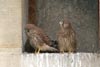 Common Kestrel (Falco tinnunculus) - France