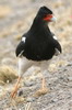 Caracara montagnard (Phalcoboenus megalopterus) - Pérou