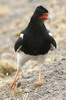 Caracara montagnard (Phalcoboenus megalopterus) - Prou