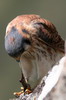 Crécerelle d'Amérique (Falco sparverius) - Pérou