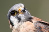 American Kestrel (Falco sparverius) - Peru