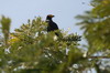 Caracara noir (Daptrius ater) - Pérou