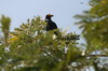 Black Caracara (Daptrius ater) - Peru