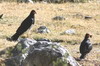 Mountain Caracara (Phalcoboenus megalopterus) - Peru