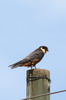 African Hobby (Falco cuvierii) - Ethiopia
