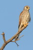Faucon crécerelle (Falco tinnunculus) - Ethiopie