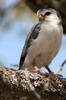 African Pygmy-falcon (Polihierax semitorquatus) - Ethiopia