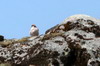 Faucon lanier (Falco biarmicus) - Ethiopie