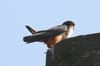 Bat Falcon (Falco rufigularis) - Mexico