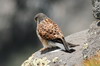 Faucon crcerelle (Falco tinnunculus) - Iles Canaries