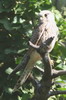 Common Kestrel (Falco tinnunculus) - France