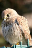 Common Kestrel (Falco tinnunculus) - France