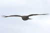 Chimango Caracara (Phalcoboenus chimango) - Argentina