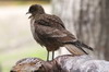 Chimango Caracara (Phalcoboenus chimango) - Argentina