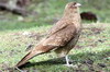 Chimango Caracara (Phalcoboenus chimango) - Argentina