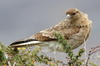 Chimango Caracara (Phalcoboenus chimango) - Argentina