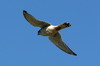 Crécerelle d'Amérique (Falco sparverius) - Chili