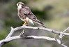 Faucon aplomado (Falco femoralis) - Chili