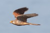 Faucon crécerelle (Falco tinnunculus) - Maroc
