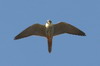 Faucon hobereau (Falco subbuteo) - Roumanie