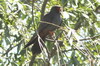 Red-footed Falcon (Falco vespertinus) - Romania