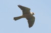 Red-footed Falcon (Falco vespertinus) - Romania
