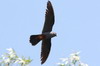 Red-footed Falcon (Falco vespertinus) - Romania