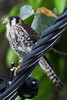 Cr�cerelle d'Am�rique (Falco sparverius) - Guadeloupe