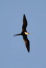 Great Frigatebird (Fregata minor) - Madagascar