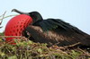 Great Frigatebird (Fregata minor) - Galapagos Islands