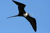 Magnificent Frigatebird (Fregata magnificens) - Galapagos Islands