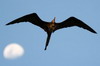 Magnificent Frigatebird (Fregata magnificens) - Mexico