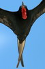 Magnificent Frigatebird (Fregata magnificens) - Mexico