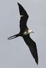 Fr�gate superbe (Fregata magnificens) - Guadeloupe