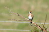 Chardonneret lgant (Carduelis carduelis) - France