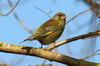 European Greenfinch (Chloris chloris) - France