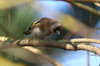 Chardonneret lgant (Carduelis carduelis) - France