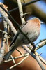 Common Chaffinch (Fringilla coelebs) - France