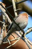 Pinson des arbres (Fringilla coelebs) - France