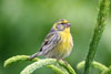 European Serin (Serinus serinus) - France