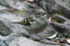 Common Chaffinch (Fringilla coelebs) - Madeira