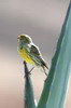 Serin des Canaries (Serinus canaria) - Madère