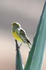 Serin des Canaries (Serinus canaria) - Madre