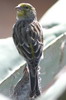 Serin des Canaries (Serinus canaria) - Madre