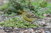 Serin des Canaries (Serinus canaria) - Madre