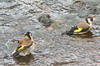 Chardonneret lgant (Carduelis carduelis) - Madre