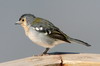 Common Chaffinch (Fringilla coelebs) - Madeira